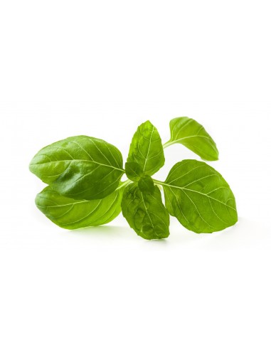 HIERBAS AROMATICAS ALBAHACAx50GR