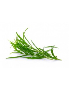 HIERBAS AROMATICAS...