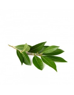 HIERBAS AROMATICAS LAUREL...