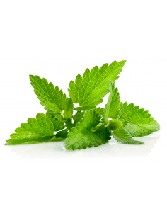 HIERBAS AROMATICAS MENTA...