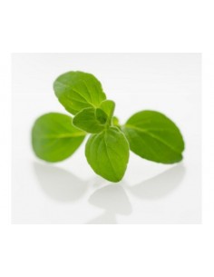 HIERBAS AROMATICAS OREGANO...