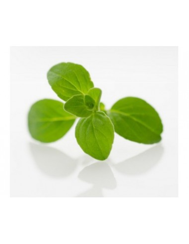 HIERBAS AROMATICAS OREGANO BL50GRxUN