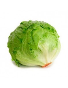 LECHUGA BATAVIA x UND
