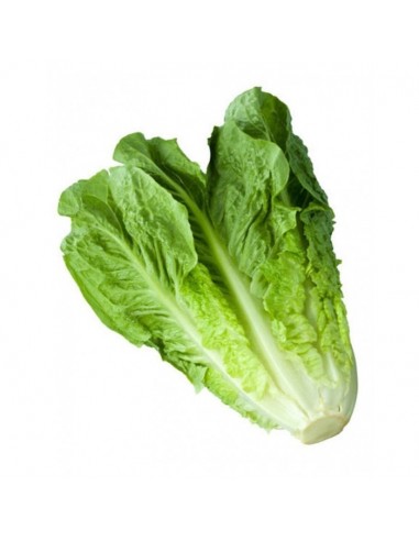 LECHUGA ROMANAxUND