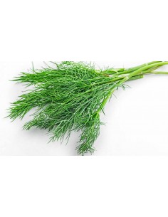 HIERBAS AROMATICAS HINOJO...