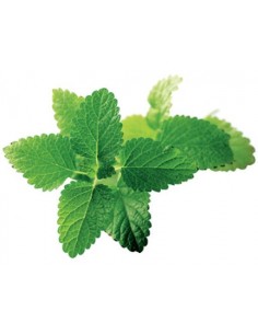 HIERBAS AROMATICAS TORONJIL...