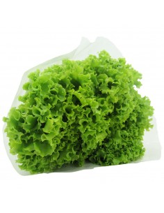 LECHUGA CRESPA VERDE BOLSA...
